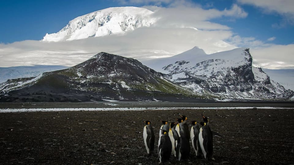 Penguins on the Heard and McDonald Islands.